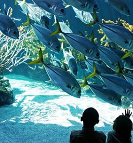aquarium-fish